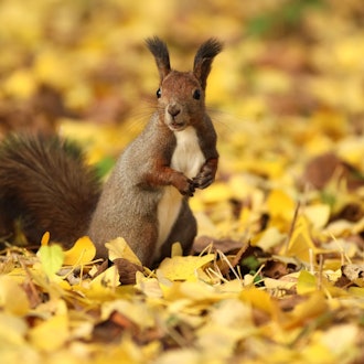[Image1]Busy autumn... Eurasian red squirrel-kunWhen the ginkgo leaves fallBury walnuts and pine nuts here a