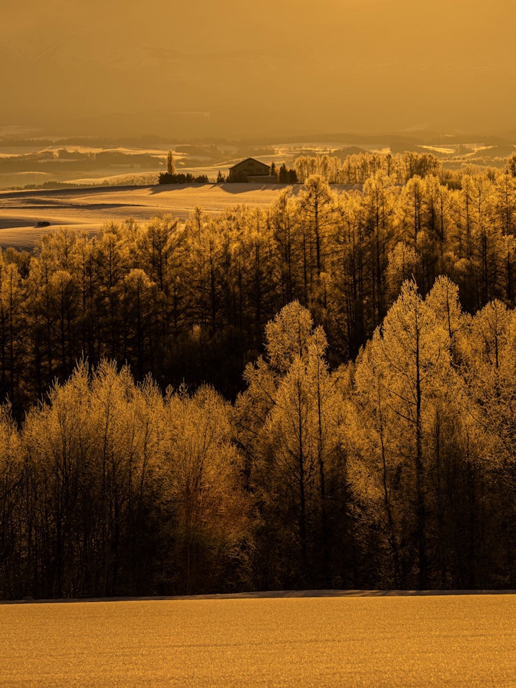 [相片1]美瑛位於北海道中部，是一座山城。在夏天，這裡到處都是遊客，但在冬天，美瑛也很棒。白雪皚皚的山丘在清晨的陽光下閃耀的那一刻，整個地區都被染成了金色。