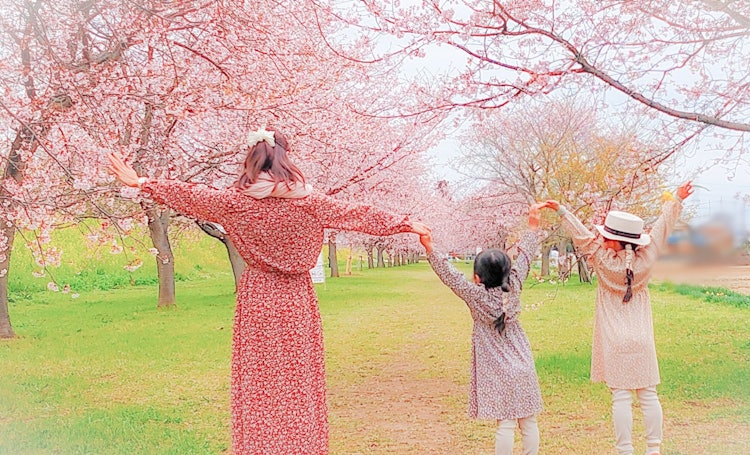 [Image1]#Spring#Saitama#Family LinkKita-Asaba Sakura Embankment.Since it is an early blooming cherry blossom