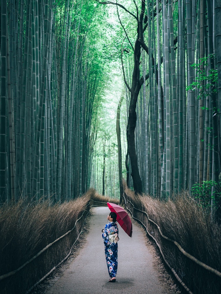 [画像1]嵐山の竹林