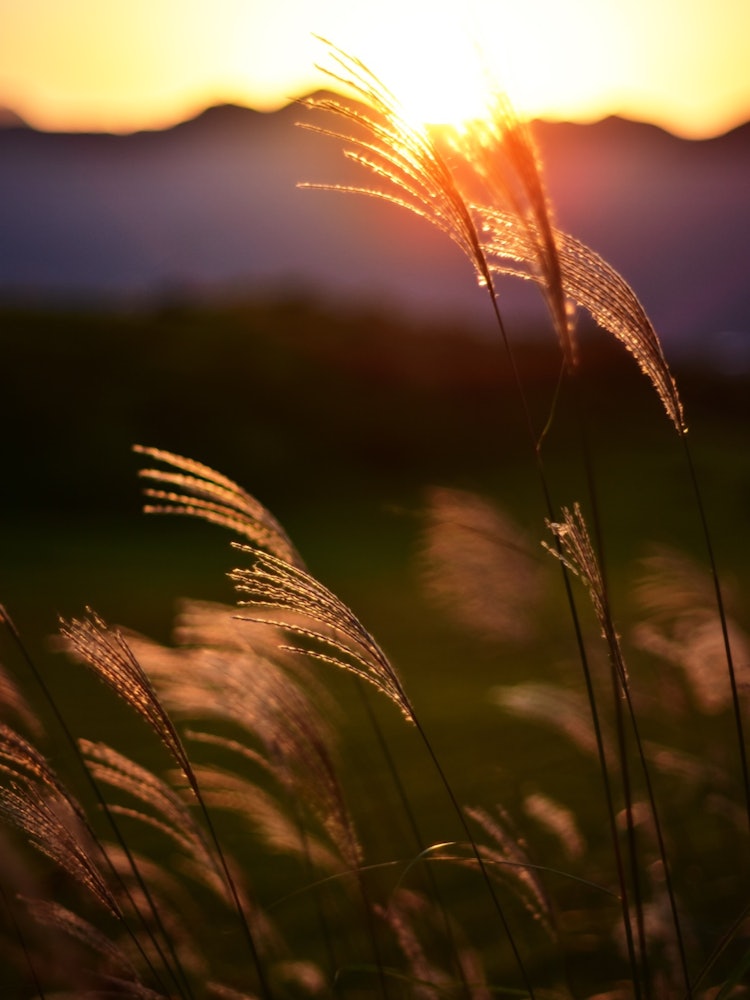 [Image1]At Mt. Hakushi in Oita Prefecture, I photographed the morning sun and pampas grass.It's been hot for