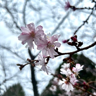 [이미지2]안녕하세요!이번에는 어제 사진을 찍었습니다.벚꽃 사진을 올립니다 📷마쓰마에쵸가 드디어 벚꽃 시즌에 접어🌸들고 있습니다.제1회 겨울 벚꽃10월 2일 벚꽃제3회 구조 처녀4번째 사진 