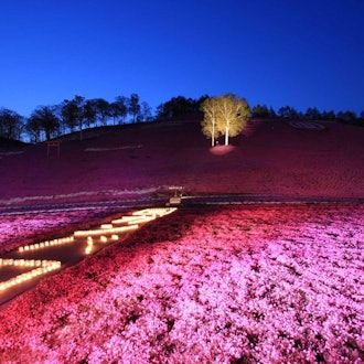 [画像2]いつの間にか5月がやってきて、北海道の芝桜の季節はもうすぐです!超夢のような東島琴芝桜まつりは5月3日(水)に開催され、5月末まで続きます。 日中は桃ピンクの夢の花塚のほか、夜はイルミネーションも楽し