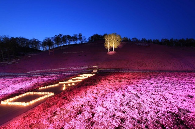 [画像2]いつの間にか5月がやってきて、北海道の芝桜の季節はもうすぐです!超夢のような東島琴芝桜まつりは5月3日(水)に開催され、5月末まで続きます。 日中は桃ピンクの夢の花塚のほか、夜はイルミネーションも楽し