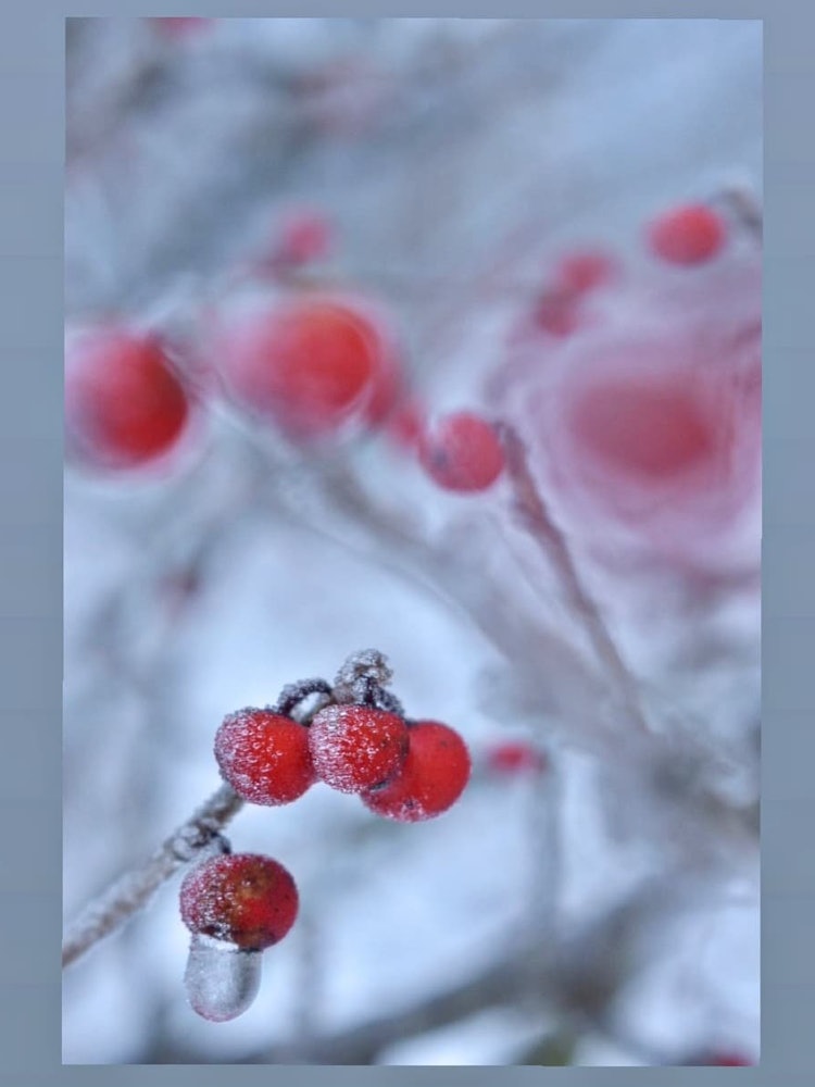 [이미지1]정원의 갈매 나무속에는 서리가 많이 내리고 드디어 기타 신슈의 겨울입니다.