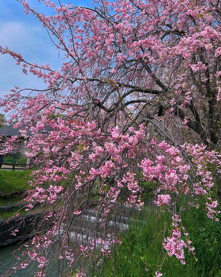 [相片1]摄于 4 年 11 月 24 日。在川越日川神社的后面，是新加西河上一朵下垂的樱花。