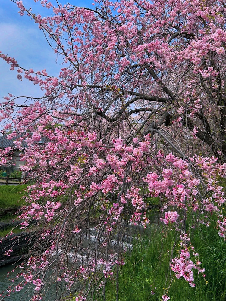[Image1]Photographed 4/11/24.Behind the Kawagoe Hikawa Shrine, it is a drooping cherry blossom on the Shinga