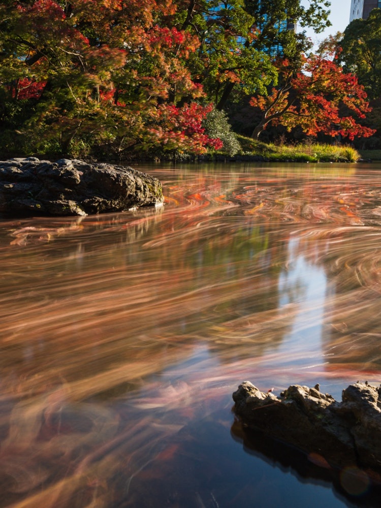 [画像1]晩秋の小石川後楽園庭園の池に落ちた紅葉たちが水面を彩ってくれました。