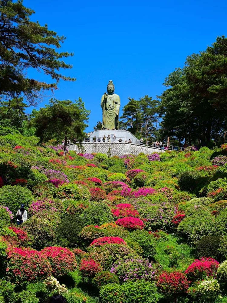 [이미지1]도쿄의 유명한 철쭉 명소. 시오후네 간논지 사원. 가장 유명한 봄 목적지 중 하나입니다. 작은 언덕은 화려한 진달래 꽃으로 완전히 덮여 있습니다.