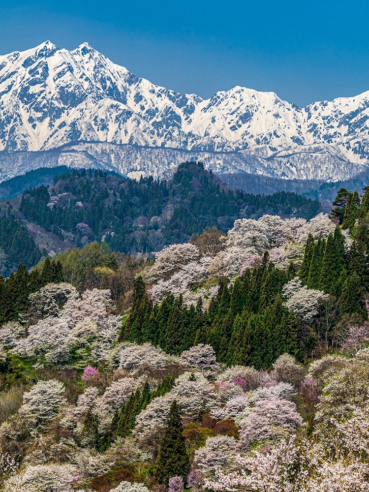 [画像1]「日本で最も美しい村」連合に加盟している信州「小川村」春の風景。 山桜が咲き誇り、のどかな山村と残雪の北アルプスの絶景が目の前に広がります。