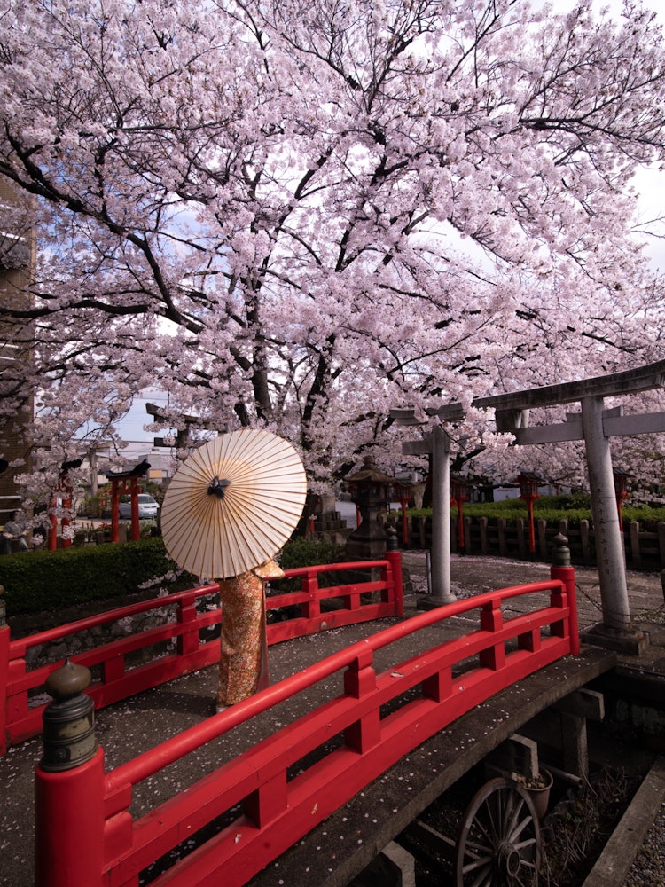 [画像1]京都市、六孫王神社の桜。赤い橋、鳥居と桜と日本らしい景色がそこにはあります。京都駅からすぐであり、観光で訪れるにも良いと思います。
