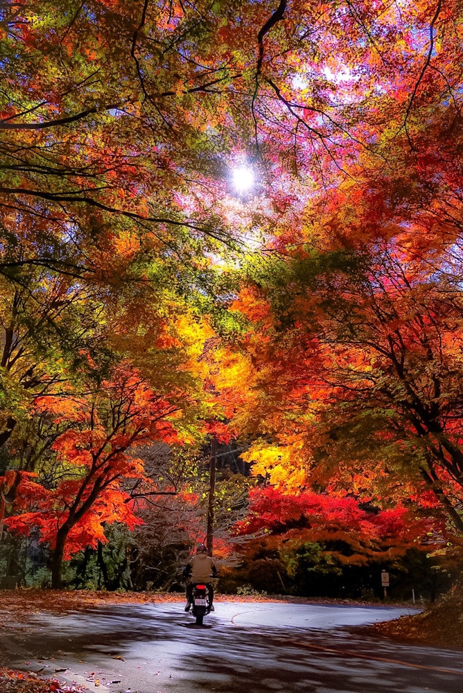 [相片1]透明枫木“Nichishio Maple Line”旅游期间发现的秋叶。它是如此美丽，以至于我忍不住停了下来。