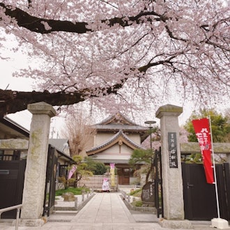 [Image2]【English/Japanese】These are cherry blossoms at Shinshoin, a temple in Nishi-Hachioji. This temple wa