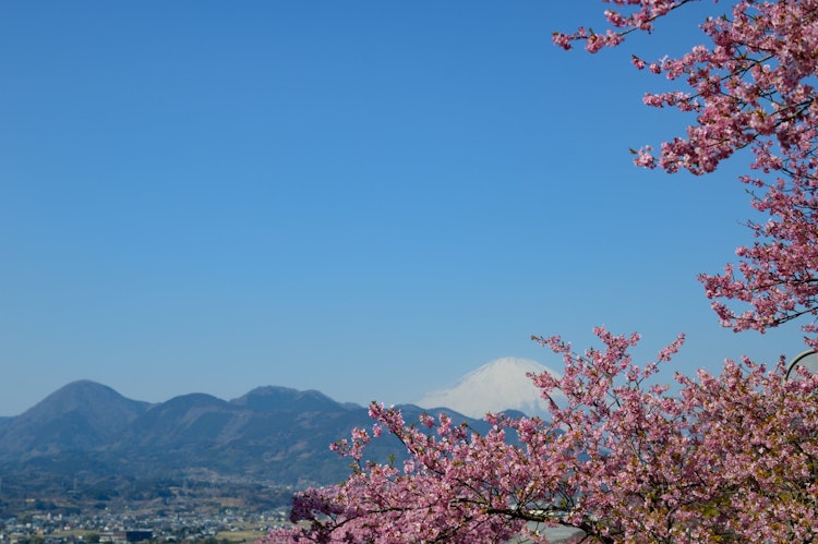[이미지1]마쓰다 벚꽃 축제가와즈 벚꽃과 니시히라바타케 공원의 후지