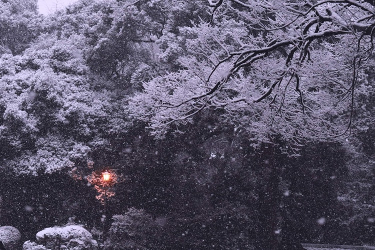 [相片1]今天东京地区下了大雪。我真的等了这一天很久（自 2018 年以来），终于今天我的梦想成真了。这是明治神宫地区。看起来好漂亮