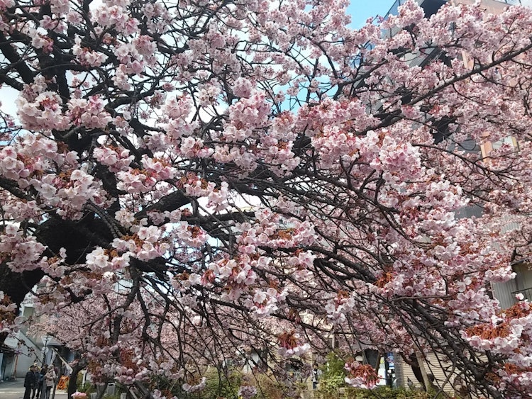 [이미지1]아타미와 이토카와 일찍 피는 아타미 벚꽃.