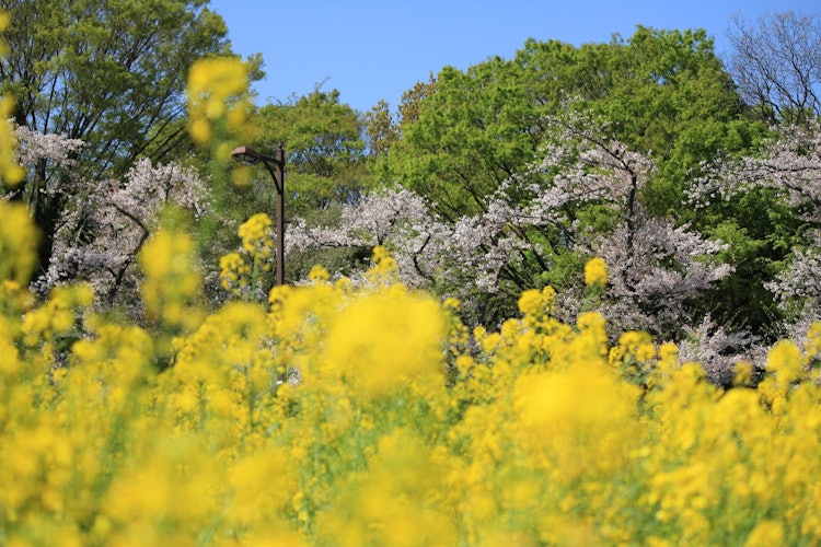 [相片1]我拍了一张油菜花、樱花和森林的照片，以为黄色、粉红色和绿色三种颜色就好了。难道不是每年这个时候才能拍到的春天的三色旗吗？