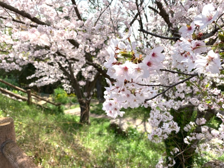 [Image1]This is the 🌸 cherry blossom I found while walking around the neighborhood.Although it is cherry blo