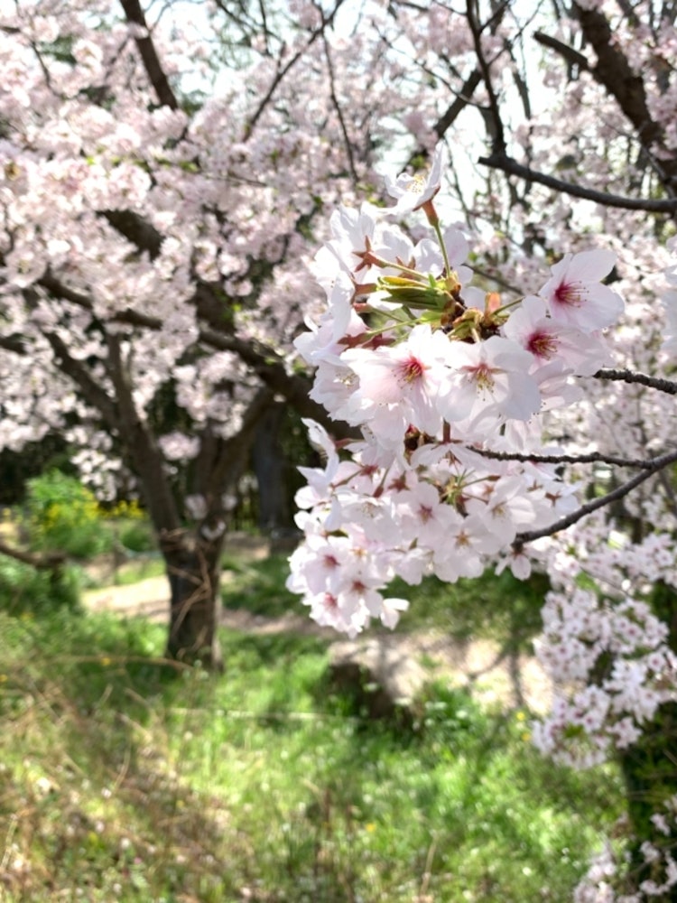 [Image1]This is the 🌸 cherry blossom I found while walking around the neighborhood.Although it is cherry blo