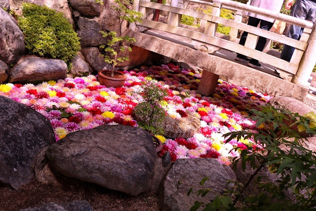 [Image1]奈良県の岡寺にあるダリアが浮かぶ池です美しい石橋の下に沢山のダリアがフワフワと水面を揺れる様子がとても可愛らしく、人生で一度は目にしておきたいスポットです。期間限定のイベントなので多くの人がこの時に訪