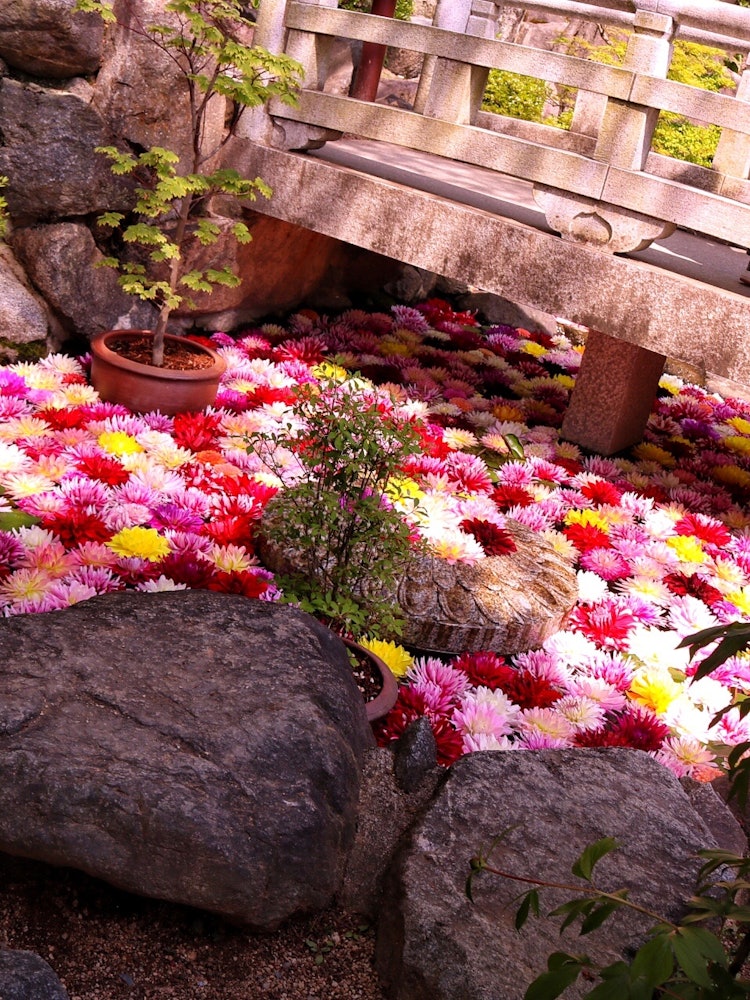 [Image1]It is a pond where dahlias float in Okadera in Nara PrefectureMany dahlias under the beautiful stone