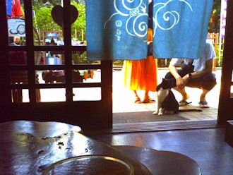 [相片2]江之島，在島上的茶館阿布拉亞招牌貓很受遊客歡迎。