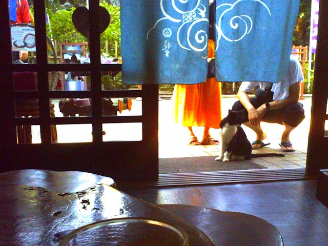 [画像2]江ノ島、島の茶屋あぶらやにて看板猫ちゃんは観光客からも大変人気でした。
