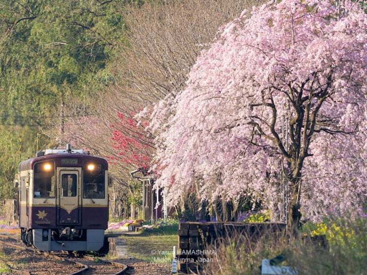 [이미지1]와타라세 협곡 철도의 가미카미 우메 매화역.처진 벚꽃을 망원 렌즈로 잘라 냈습니다.
