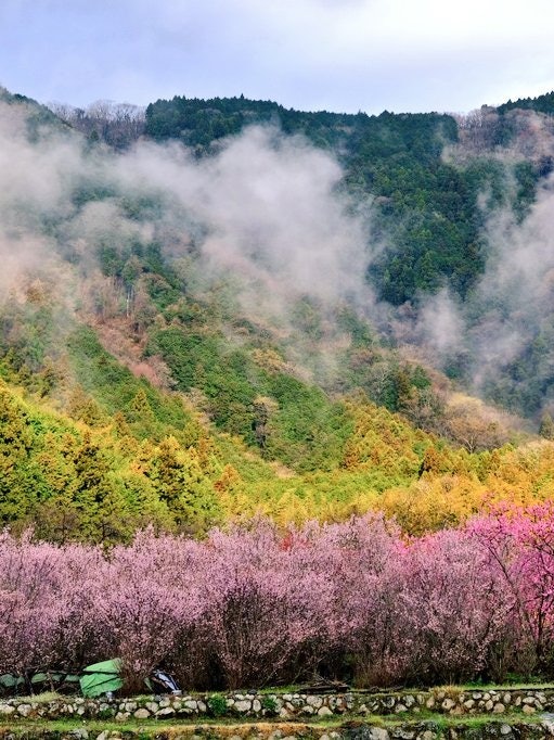 [画像1]先週 写友に教えてもらった絶景です 10年前に この近くに20年住んでいて知らなかったとは😅静岡県でありながら まるで北アルプスのような 春の風景でした