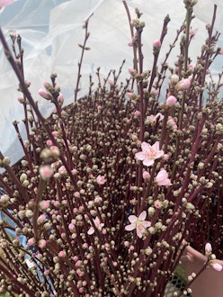 [画像1]【桃枝管理】水切り・水替え作業から１週間弱で蕾が膨らみ花の咲いている枝も出てきました！ 今週は4月並みの暖かさの日があり成長が早まったみたいです。 キャンペーンの日にあわせて成長の調整が難しいですが、