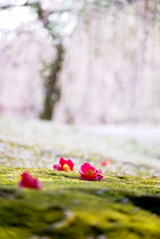 [画像1]京都府の城南宮。 桜より前にひと足先に春を感じさせてくれる梅。 地面に落ちた椿と咲き誇る梅の姿はまるで桃源郷かのよう。