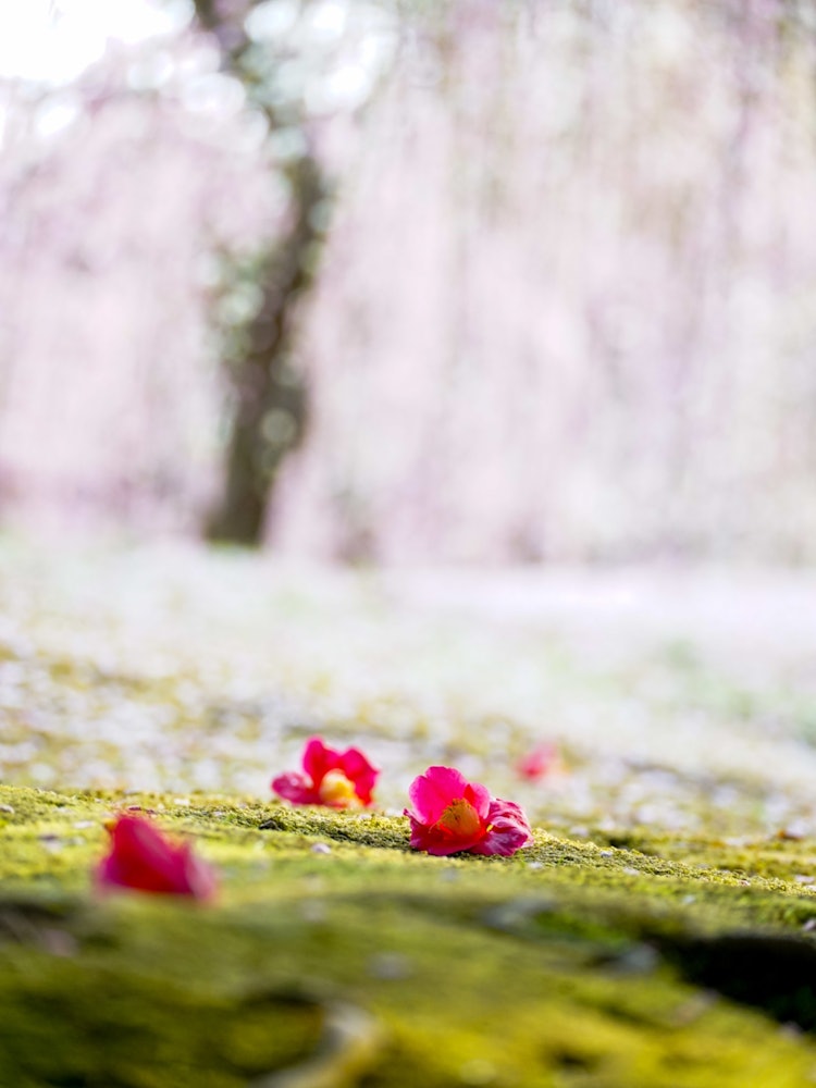 [相片1]京都府城南宮。 梅子，讓你比櫻花提前一步感受到春天。 掉在地上的山茶花和盛開的梅子看起來像桃源。