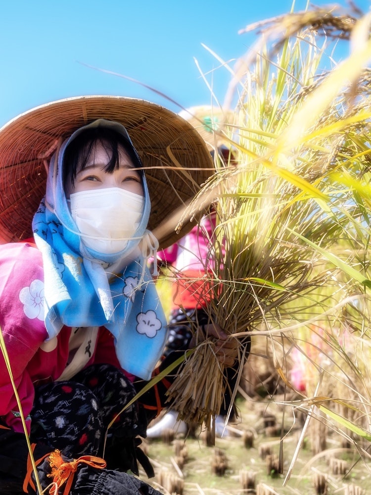 [Image1]Rice ears and you shine shinyHe says this is his first rice harvesting experience.This young lady is