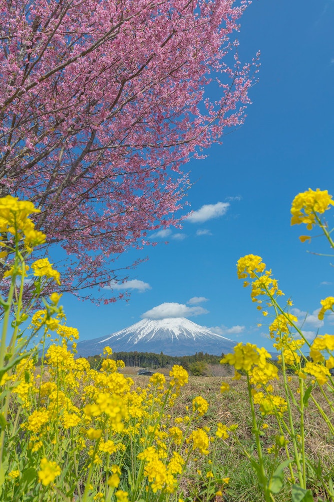 [相片1]富士山、樱花、油菜花和蓝天富士宫， 静冈县