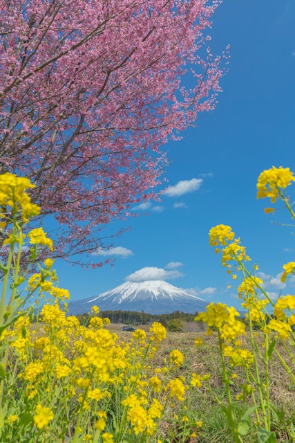 [Image1]Mt. Fuji, cherry blossoms, rape blossoms and blue skyFujinomiya, Shizuoka