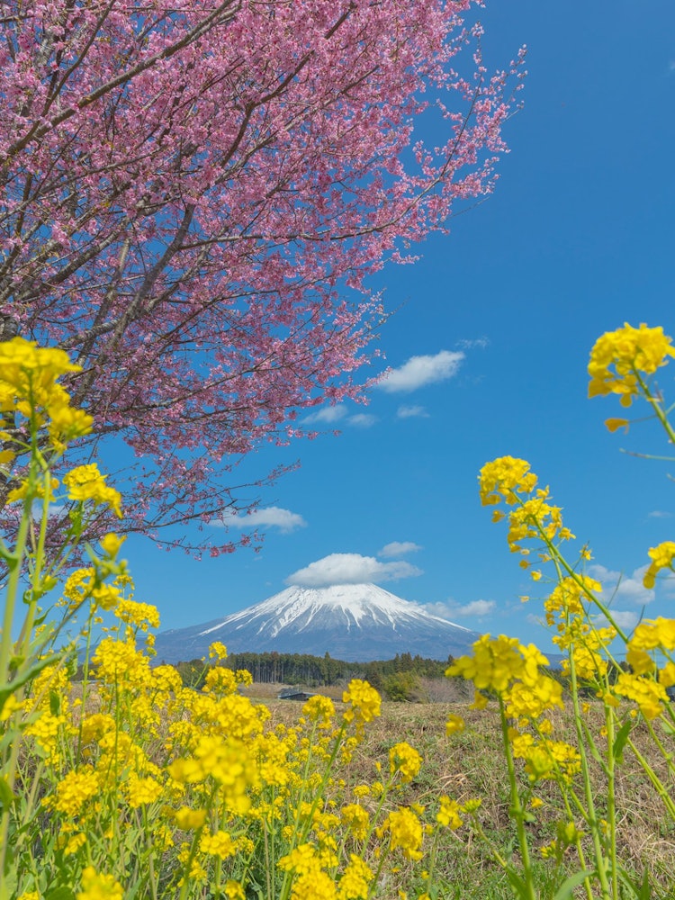 [相片1]富士山、櫻花、油菜花和藍天富士宮， 靜岡縣