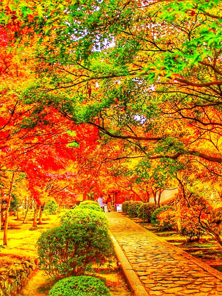 [Image1]Ikkyuji TempleI love 🍁 the autumn leaves here