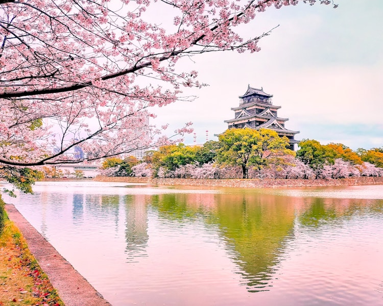 [相片1]廣島市的「錦鯉城郭，廣島城郭”周圍環繞著櫻花樹，可以看到春天的美麗景色