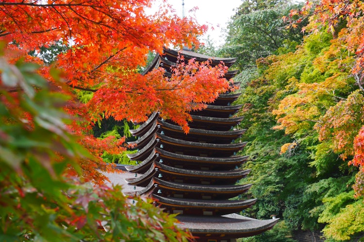 [相片1]2023年秋天，我參觀了奈良縣的坦山神社並拍攝了它。