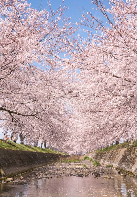 [Image1]Famous cherry blossom trees in Unkawa, Inami Town, Hyogo PrefectureIt is a standard composition that
