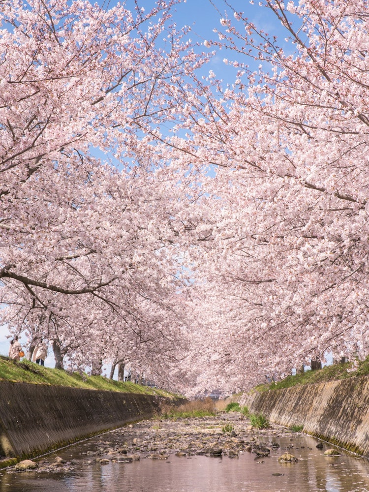 [相片1]兵库县稻波町云川的著名樱花树这是经常在河中拍摄的标准成分😌。