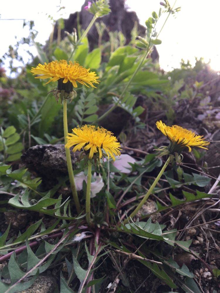 [Image1]Dandelions were blooming.There was a large tree that was cut down, and I was able to take a wonderfu