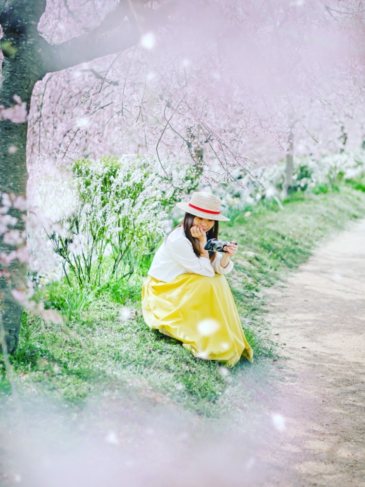[이미지1]Sera, 히로시마(히로시마의 추천 벚꽃 명소)#세라 고원 농장 👈 @serakogenfarm 벚꽃길에서 휴식을 📸 취하십시오.세라의 벚꽃 축제는 눈 깜짝 할 사이에 끝났지 만, 