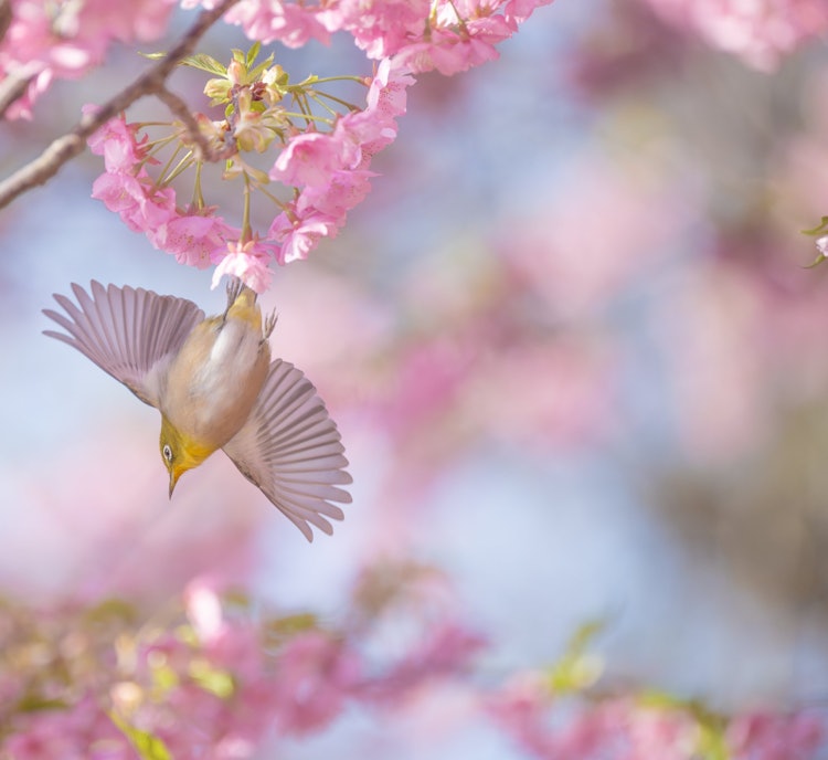 [画像1]西尾市安泰寺で撮影したサクジローです。河津桜が綺麗でした＾＾
