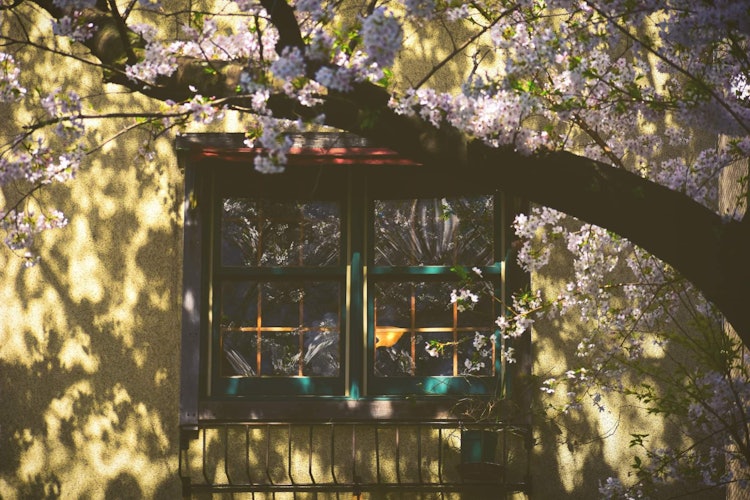 [画像1]窓は部屋の目であり、それが窓の景色が私たちの日常生活にとってとても重要である理由です。周りに桜が咲いていて覆われているこの美しい小さな窓を見て、しばらく立ち止まりました。その部屋に誰が住んでいるかを想