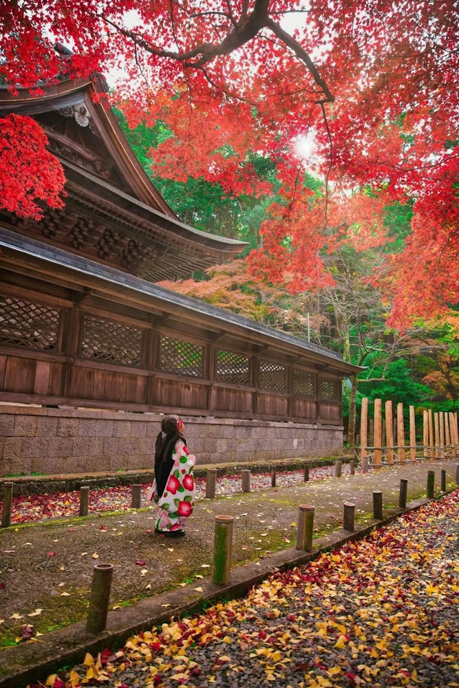 [相片1]兵库县矢部市的矢部神社说到日本的秋天，也是7.5.3的时候，我在女儿7.5.3的时候拍了😀一张秋叶合影。这里的红叶很美妙，到了晚上，竹子在路上被点亮，营造出梦幻般的效果。