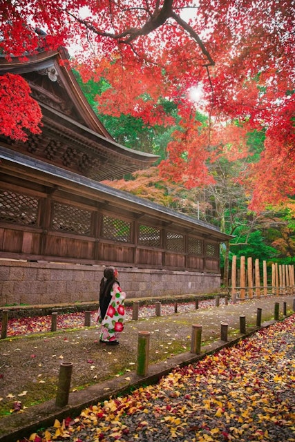 [画像1]兵庫県養父市にある前から気になっていた養父神社日本の秋と言えば7.5.3の時期でもあり、娘の7.5.3の時期に紅葉と撮影致しました😀ここの紅葉も素晴らしく夜には竹のライトアップが道に灯り幻想的な演出も