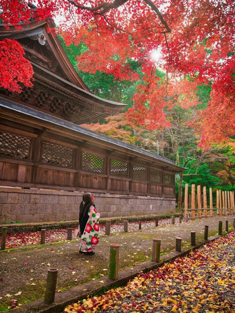 [Image1]Yabu Shrine in Yabu City, Hyogo PrefectureSpeaking of autumn in Japan, it is also the time of 7.5.3,