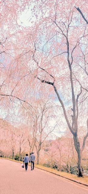 [画像1]※クリック推奨「春に訪れたい日本の観光スポット」第4弾は広島県・世羅にある「甲山ふれあいの里」しだれ桜の並木道背の高いしだれ桜達は圧巻！！素敵なご夫婦の後ろ姿を撮影させてもらいました(*ˊˋ*)ぜひク