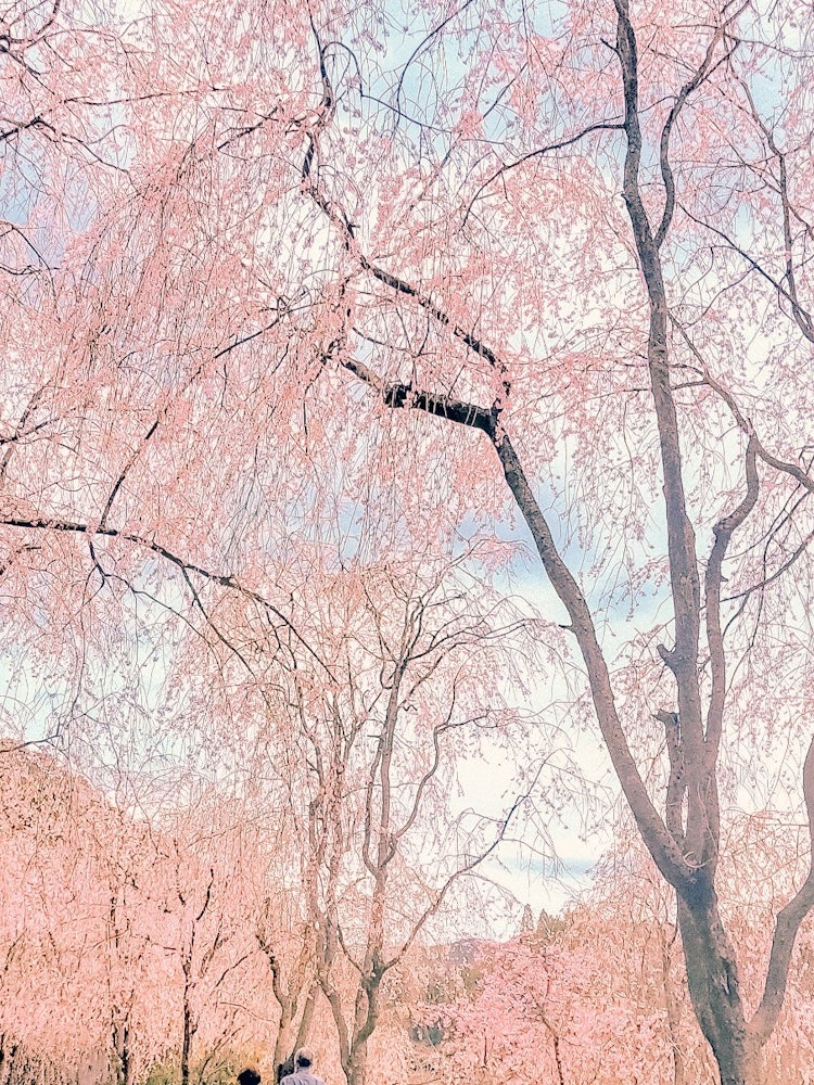 [相片1]※点击推荐“春季日本观光景点”的第四期是位于广岛县世良市的“Kozan Fureai no Sato”垂枝樱花绿树成荫的小径高大的垂枝樱花是杰作！ ！！我拍了一张一对好夫妇的背影（*ˊˋ*）请点击查看